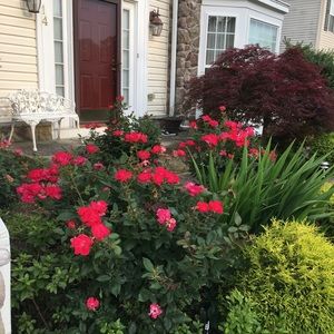 Meet your Posher, Van